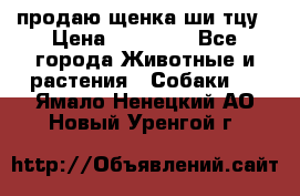 продаю щенка ши-тцу › Цена ­ 10 000 - Все города Животные и растения » Собаки   . Ямало-Ненецкий АО,Новый Уренгой г.